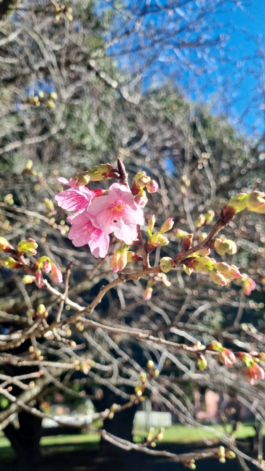 Flor de cerejeira no jardim do sítio