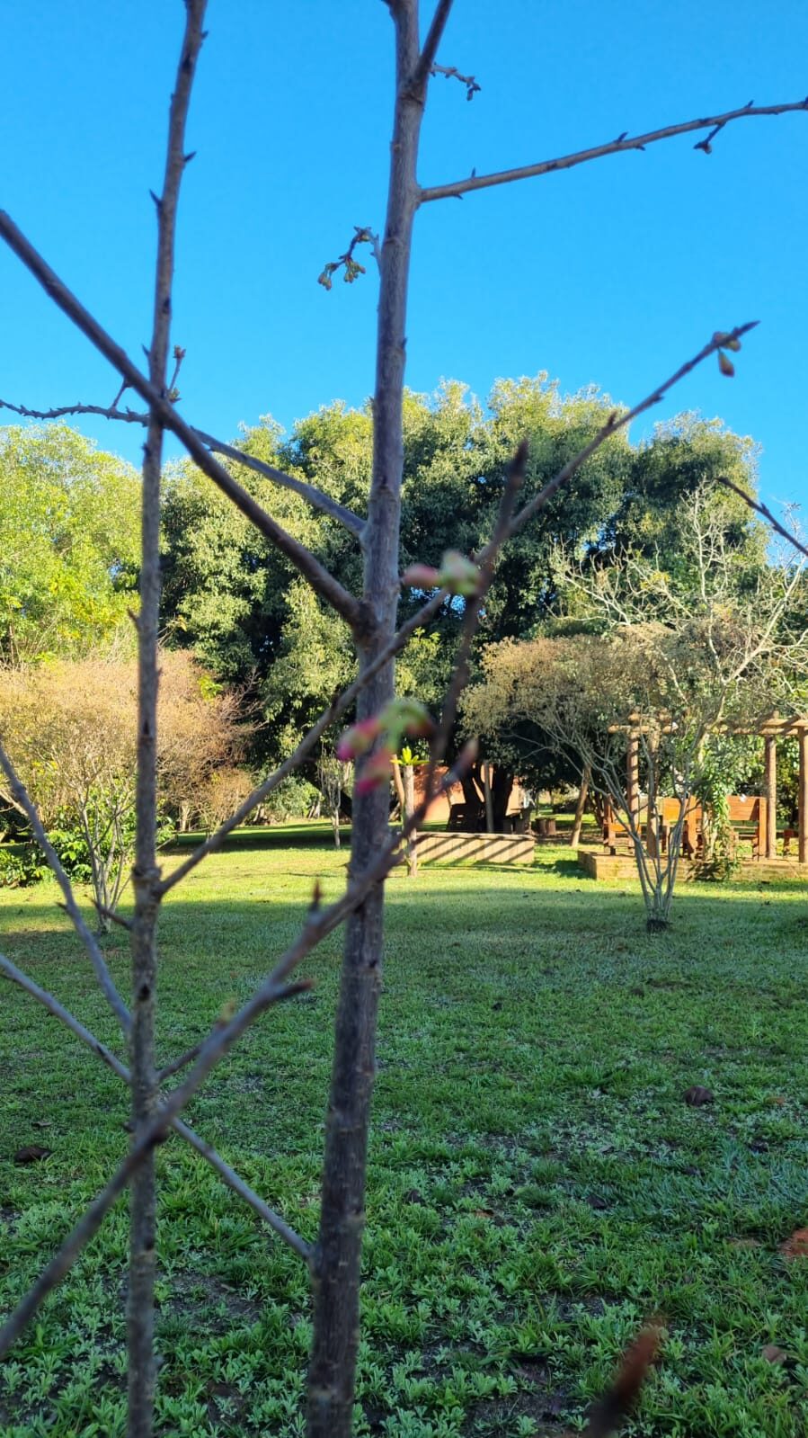 Jardim verde do sítio com árvores e pergolado ao fundo